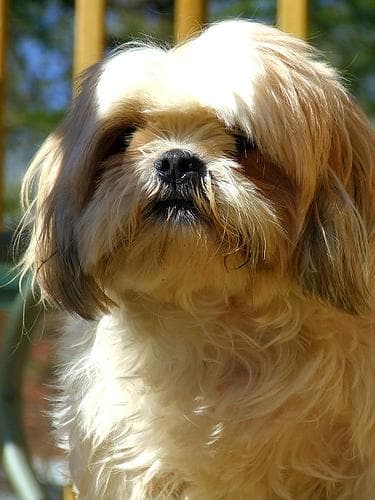 Shih Tzu yavrusu 1