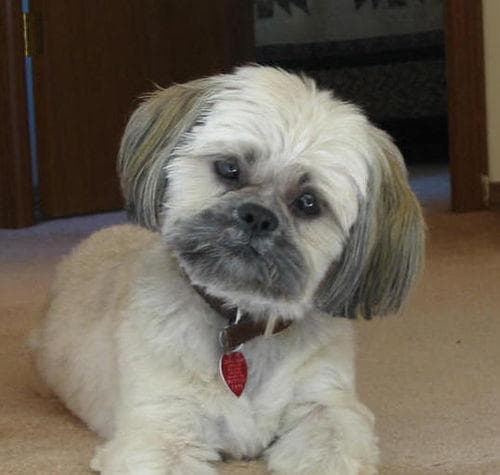 Shih Tzu yavrusu 1