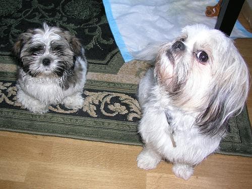 Shih Tzu yavrusu 1