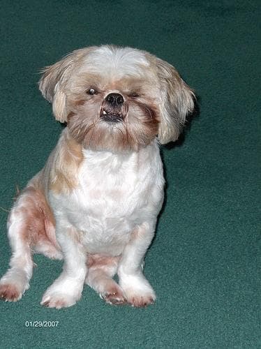Shih Tzu yavrusu 1