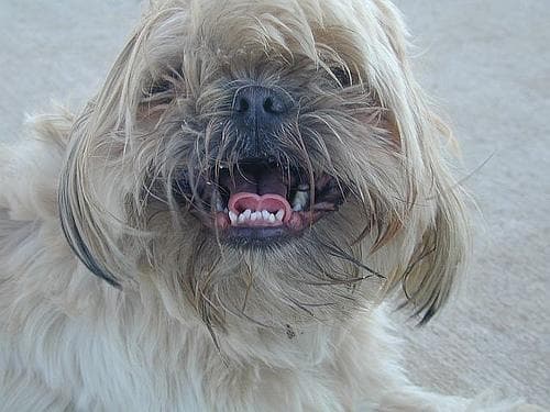 Shih Tzu yavrusu 1