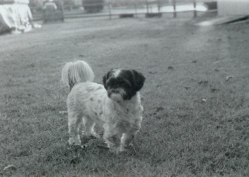Shih Tzu yavrusu 1
