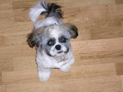 Shih Tzu yavrusu 1