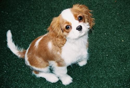 Cavalier King Charles yavrusu 1