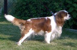 Cavalier King Charles yavrusu 1