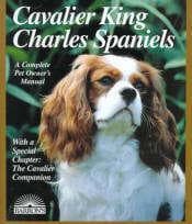 Cavalier King Charles yavrusu 1