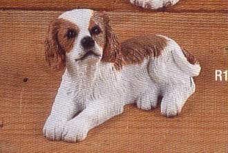 Cavalier King Charles yavrusu 1