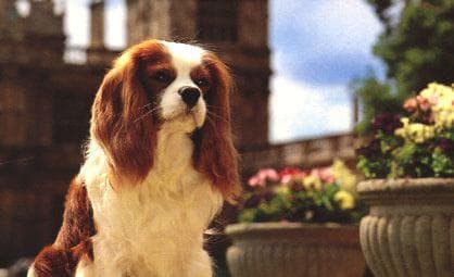 Cavalier King Charles yavrusu 1