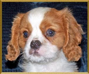 Cavalier King Charles yavrusu 1