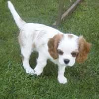 Cavalier King Charles yavrusu 1