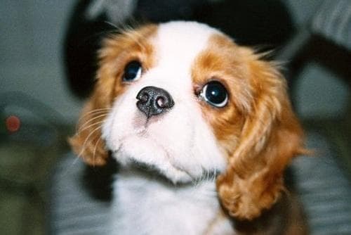 Cavalier King Charles yavrusu 1