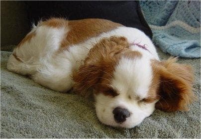 Cavalier King Charles yavrusu 1