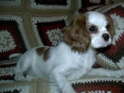 Cavalier King Charles yavrusu 1