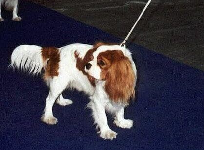 Cavalier King Charles yavrusu 1