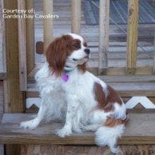Cavalier King Charles yavrusu 1