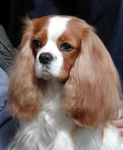 Cavalier King Charles yavrusu 1