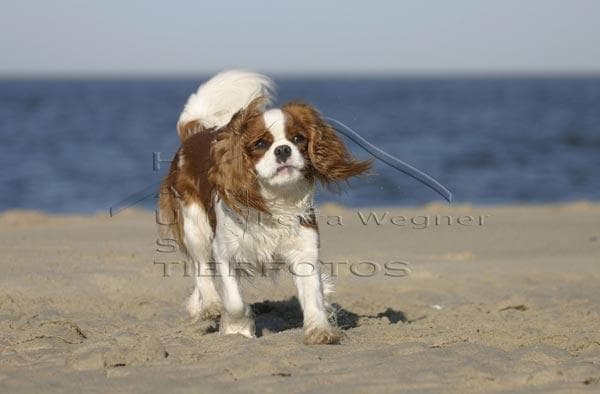 Cavalier King Charles yavrusu 1