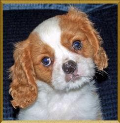 Cavalier King Charles yavrusu 1