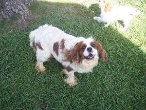 Cavalier King Charles yavrusu 1