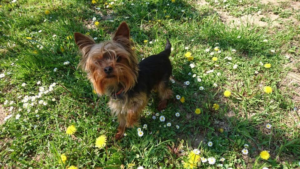Morkie yavrusu 1
