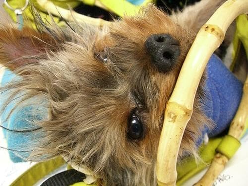 Morkie yavrusu 1