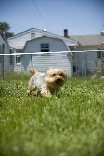 Morkie yavrusu 1