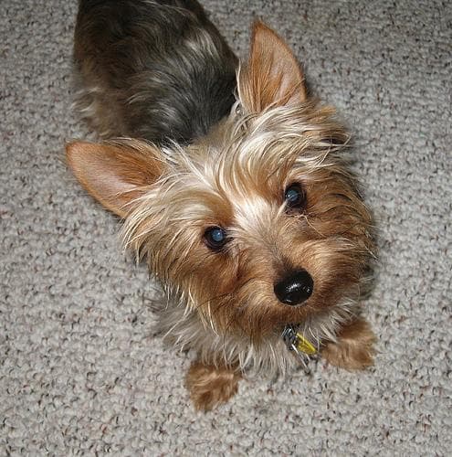 Morkie yavrusu 1