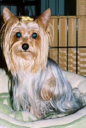 Morkie yavrusu 1