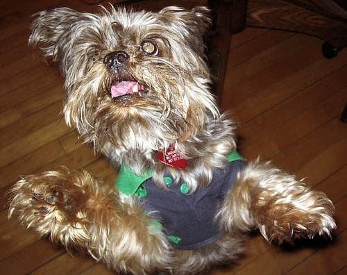 Morkie yavrusu 1