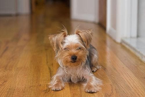 Morkie yavrusu 1