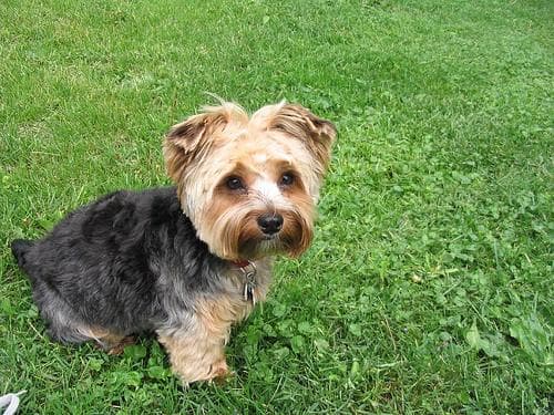 Morkie yavrusu 1