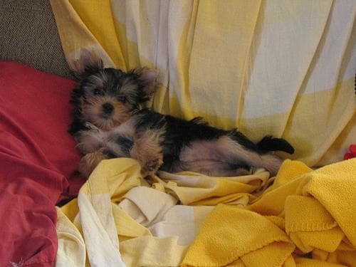 Morkie yavrusu 1