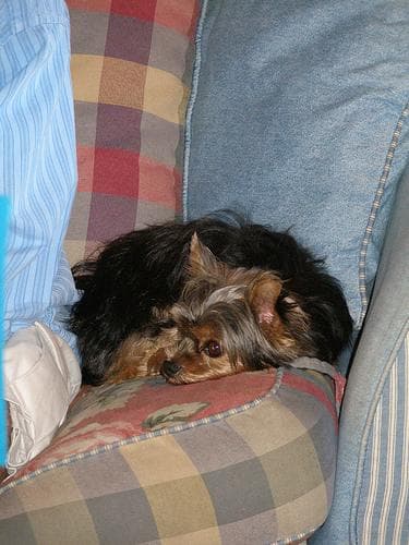 Morkie yavrusu 1