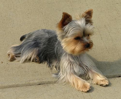 Morkie yavrusu 1