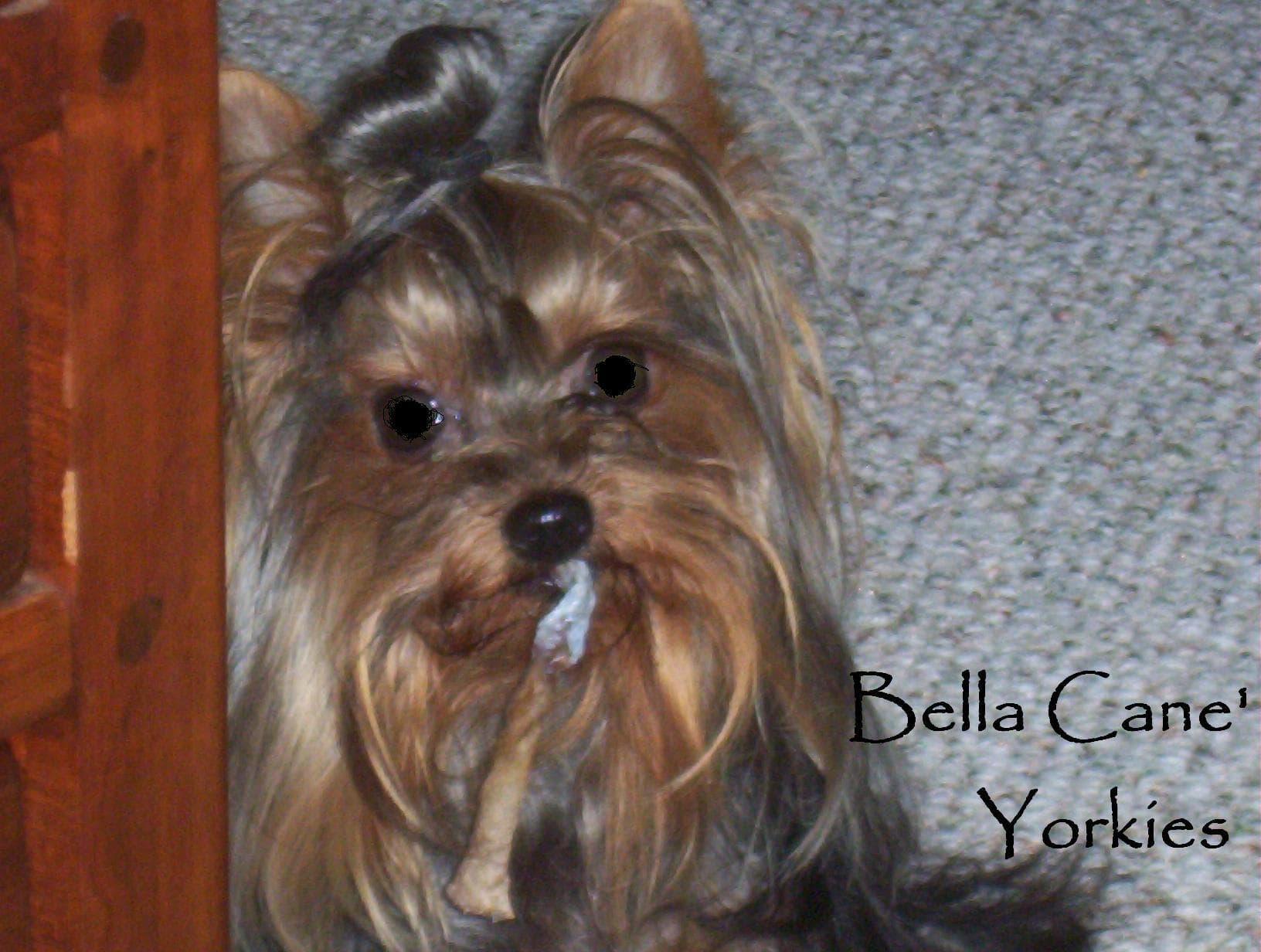 Morkie yavrusu 1