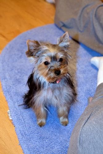 Morkie yavrusu 1