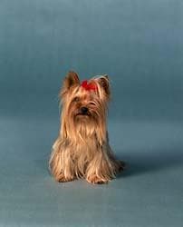 Morkie yavrusu 1