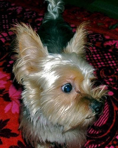 Morkie yavrusu 1