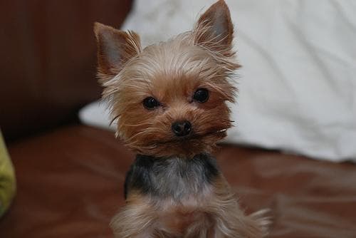 Morkie yavrusu 1