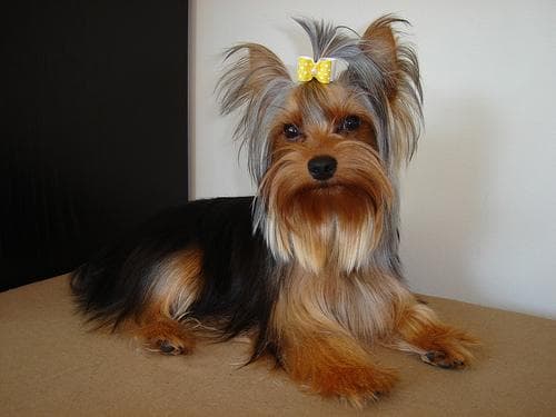 Morkie yavrusu 1