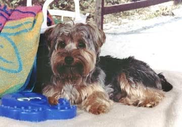 Morkie yavrusu 1