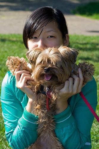 Morkie yavrusu 1