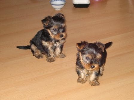 Morkie yavrusu 1