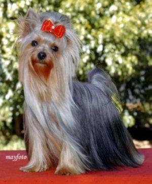 Morkie yavrusu 1
