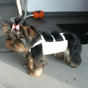 Morkie yavrusu 1