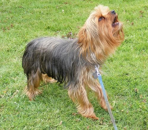 Morkie yavrusu 1