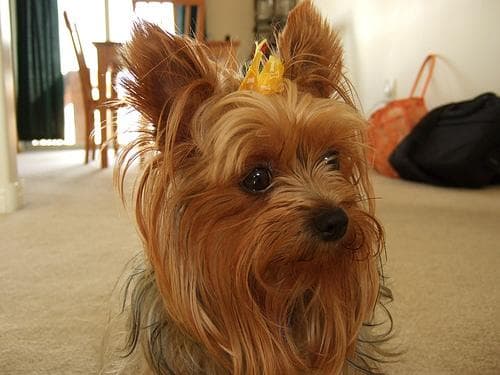 Morkie yavrusu 1