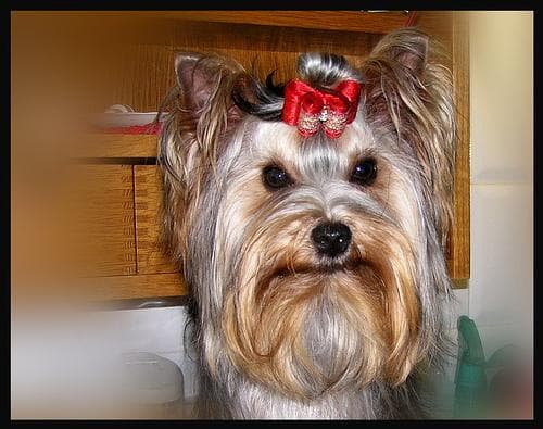 Morkie yavrusu 1