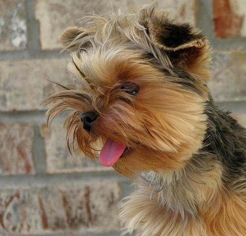 Morkie yavrusu 1