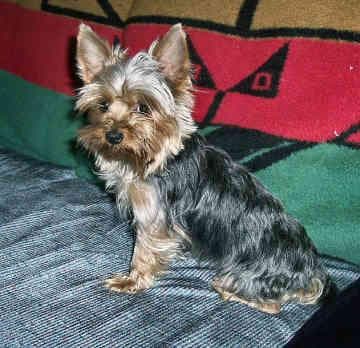 Morkie yavrusu 1